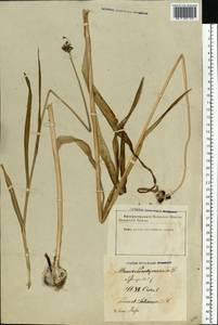 Allium scorodoprasum L., Eastern Europe, Latvia (E2b) (Latvia)