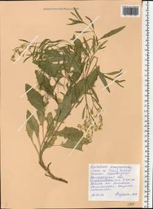 Guenthera persica subsp. persica, Eastern Europe, Lower Volga region (E9) (Russia)