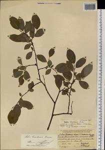 Salix taraikensis Kimura, Siberia, Baikal & Transbaikal region (S4) (Russia)