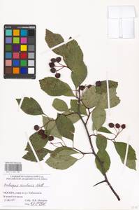 Crataegus rivularis Nutt. ex Torr. & A. Gray, Eastern Europe, Moscow region (E4a) (Russia)