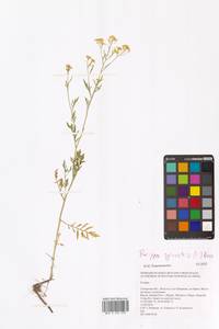 Rorippa sylvestris (L.) Besser, Eastern Europe, Middle Volga region (E8) (Russia)