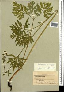 Eleutherospermum cicutarium (M. Bieb.) Boiss., Caucasus, South Ossetia (K4b) (South Ossetia)