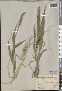 Setaria italica (L.) P.Beauv., Middle Asia, Caspian Ustyurt & Northern Aralia (M8) (Kazakhstan)