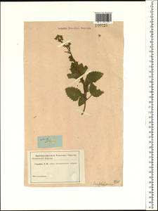 Scrophularia altaica Murray, Siberia, Altai & Sayany Mountains (S2) (Russia)