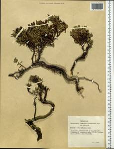 Salix berberifolia Pall., Siberia, Altai & Sayany Mountains (S2) (Russia)