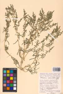 Petrosimonia oppositifolia (Pall.) Litv., Eastern Europe, Lower Volga region (E9) (Russia)