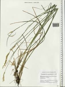 Calamagrostis arundinacea (L.) Roth, Eastern Europe, Central forest region (E5) (Russia)