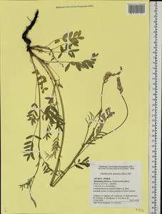 Onobrychis arenaria (Kit.)DC., Eastern Europe, Central forest-and-steppe region (E6) (Russia)