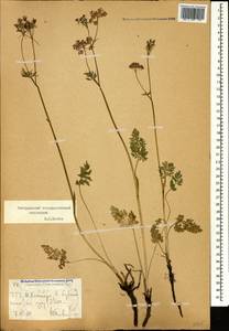 Chaerophyllum roseum M.Bieb., Caucasus, Stavropol Krai, Karachay-Cherkessia & Kabardino-Balkaria (K1b) (Russia)