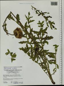 Rhaponticum uniflorum (L.) DC., Siberia, Baikal & Transbaikal region (S4) (Russia)