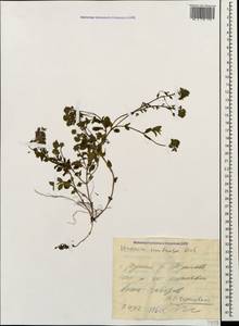 Veronica peduncularis M. Bieb., Caucasus, Black Sea Shore (from Novorossiysk to Adler) (K3) (Russia)