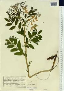 Lathyrus gmelinii Fritsch, Siberia, Western Siberia (S1) (Russia)