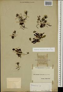 Taraxacum tenuisectum Sommier & Levier, Caucasus, Black Sea Shore (from Novorossiysk to Adler) (K3) (Russia)