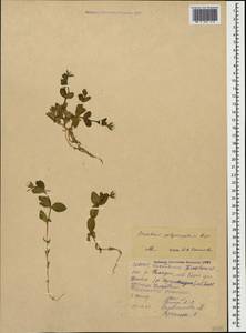Cerastium polymorphum Rupr., Caucasus, North Ossetia, Ingushetia & Chechnya (K1c) (Russia)