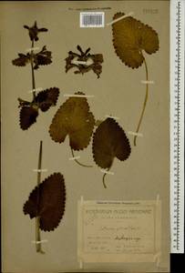 Betonica macrantha K.Koch, Caucasus, Armenia (K5) (Armenia)
