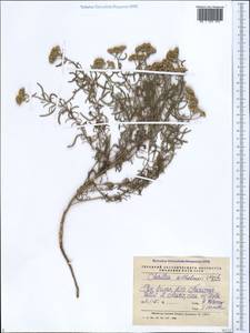 Achillea wilhelmsii K. Koch, Caucasus, Azerbaijan (K6) (Azerbaijan)