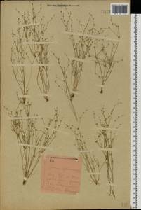 Juncus sphaerocarpus Nees, Eastern Europe, South Ukrainian region (E12) (Ukraine)