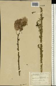 Cirsium palustre (L.) Scop., Eastern Europe, Central forest region (E5) (Russia)