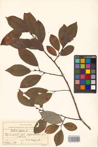 Salix caprea L., Siberia, Russian Far East (S6) (Russia)