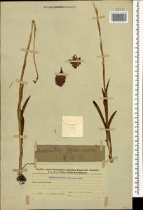 Anacamptis pyramidalis (L.) Rich., Caucasus, Azerbaijan (K6) (Azerbaijan)