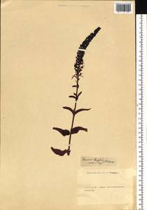 Veronica longifolia L., Siberia (no precise locality) (S0) (Russia)