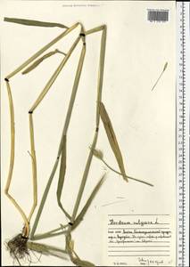 Hordeum vulgare L., Eastern Europe, Northern region (E1) (Russia)