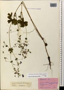 Geranium pyrenaicum Burm. f., Caucasus, Stavropol Krai, Karachay-Cherkessia & Kabardino-Balkaria (K1b) (Russia)