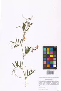 Lathyrus palustris L., Eastern Europe, Moscow region (E4a) (Russia)