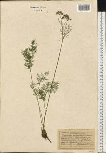 Mutellina adonidifolia (J. Gay) Gutermann, Eastern Europe, West Ukrainian region (E13) (Ukraine)