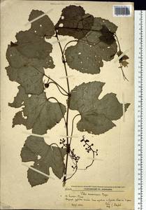 Vitis amurensis Rupr., Siberia, Russian Far East (S6) (Russia)