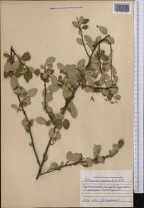 Cotoneaster nummularius Fisch. & C. A. Mey., Middle Asia, Pamir & Pamiro-Alai (M2) (Uzbekistan)
