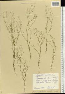 Psammophiliella muralis (L.) Ikonn., Eastern Europe, South Ukrainian region (E12) (Ukraine)