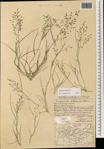 Eragrostis minor Host, Mongolia (MONG) (Mongolia)