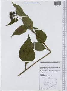 Helianthus tuberosus L., Western Europe (EUR) (Poland)