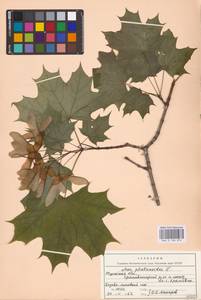 Acer platanoides L., Eastern Europe, Central region (E4) (Russia)