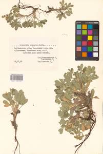 Potentilla cinerea subsp. incana (G. Gaertn., B. Mey. & Scherb.) Asch., Eastern Europe, Middle Volga region (E8) (Russia)