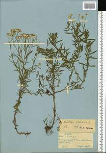 Achillea ptarmica subsp. ptarmica, Eastern Europe, Moscow region (E4a) (Russia)