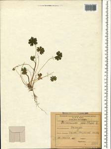 Geranium pusillum L., Caucasus, Dagestan (K2) (Russia)