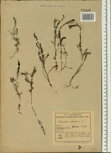 Myriophyllum alterniflorum DC., Eastern Europe, Northern region (E1) (Russia)