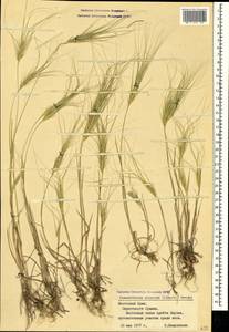 Taeniatherum caput-medusae (L.) Nevski, Crimea (KRYM) (Russia)