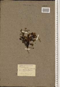 Kalmia procumbens (L.) Gift, Kron & P. F. Stevens, Eastern Europe, Northern region (E1) (Russia)