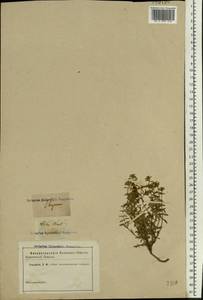 Thymus, Eastern Europe, Eastern region (E10) (Russia)