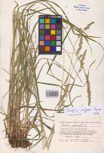 Dactylis glomerata subsp. lobata (Drejer) H.Lindb., Eastern Europe, Central forest-and-steppe region (E6) (Russia)