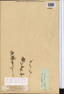 Arnebia coerulea Schipcz., Middle Asia, Dzungarian Alatau & Tarbagatai (M5) (Kazakhstan)