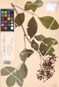 Sambucus nigra L., Eastern Europe, West Ukrainian region (E13) (Ukraine)