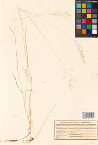Agrostis canina L., Eastern Europe, Moscow region (E4a) (Russia)