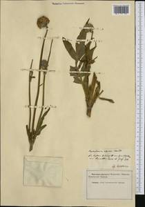 Cephalaria alpina (L.) Schrad., Western Europe (EUR) (Switzerland)