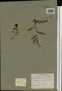 Vicia sylvatica L., Eastern Europe, North-Western region (E2) (Russia)