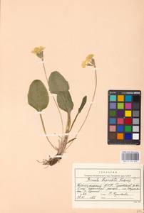 Primula ruprechtii Kusnezowa ex Lipsky, Caucasus, Dagestan (K2) (Russia)