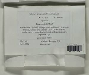 Ptychostomum wrightii (Sull. & Lesq.) J.R. Spence, Bryophytes, Bryophytes - Krasnoyarsk Krai, Tyva & Khakassia (B17) (Russia)